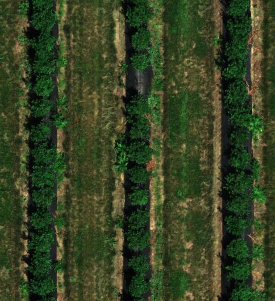 MicaSense ALTUM-PT Agricultural Tarımsal Termal + Multispectral + RGB Kamera